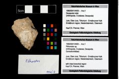 Foto (Objekt + Etikett) von Pithonoton sp.  (NHMW-GEO-1990-0041-4409)